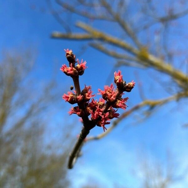 Acer rubrum Flor