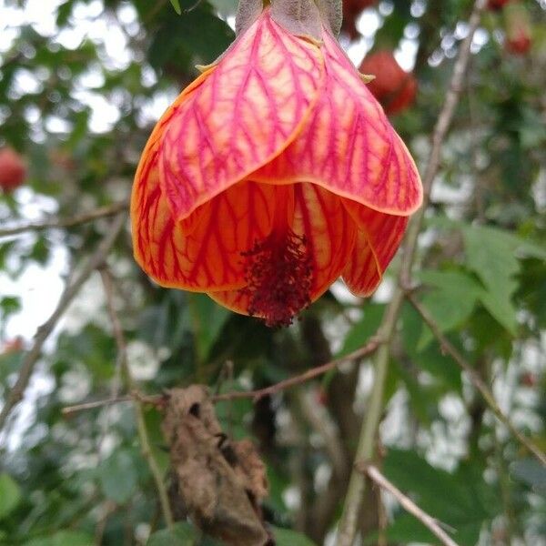 Callianthe picta Flower