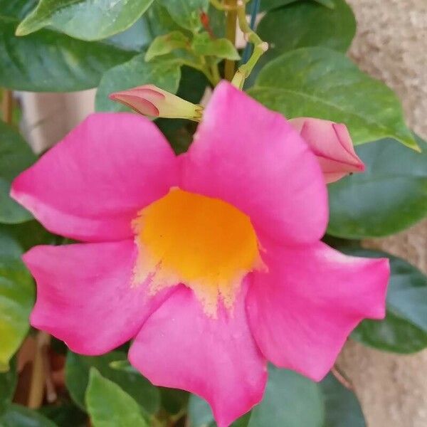 Mandevilla laxa Flower