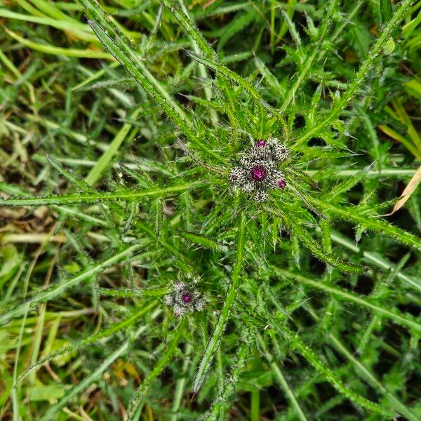 Cirsium palustre Hábito