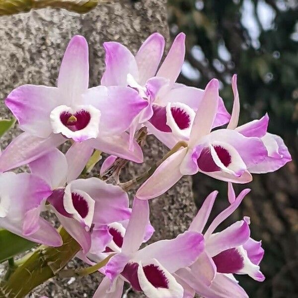 Dendrobium nobile Blomst