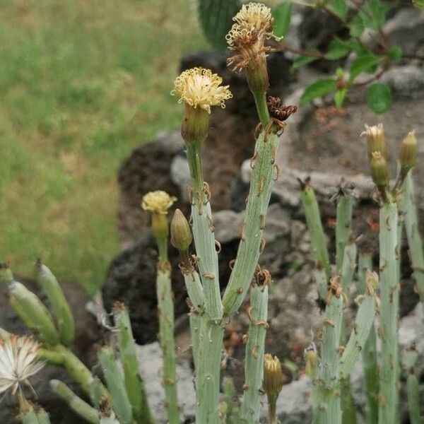 Kleinia anteuphorbium ফুল