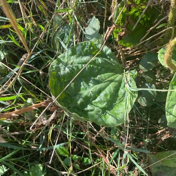 Plantago major برگ