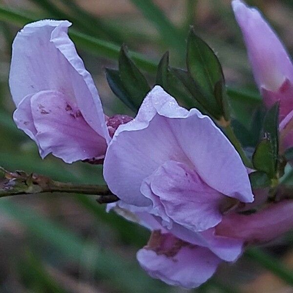 Chamaecytisus purpureus Květ