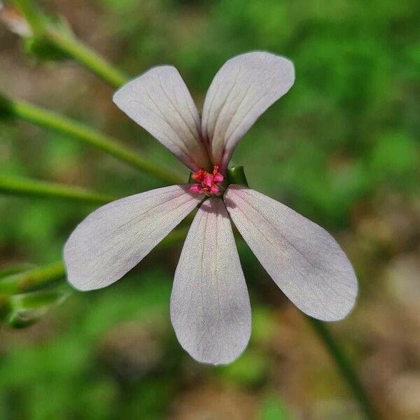 Pelargonium quinquelobatum Kwiat
