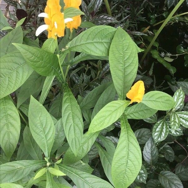 Pachystachys lutea Листок