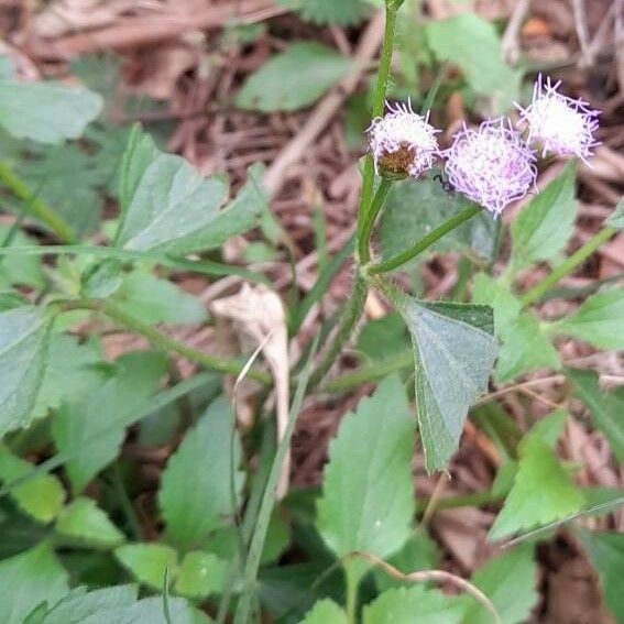 Ageratum conyzoides Облик