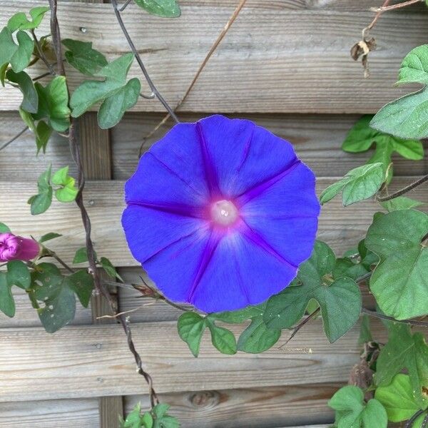 Ipomoea indica Bloem