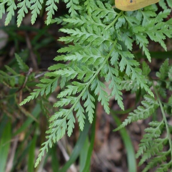 Asplenium onopteris Leaf