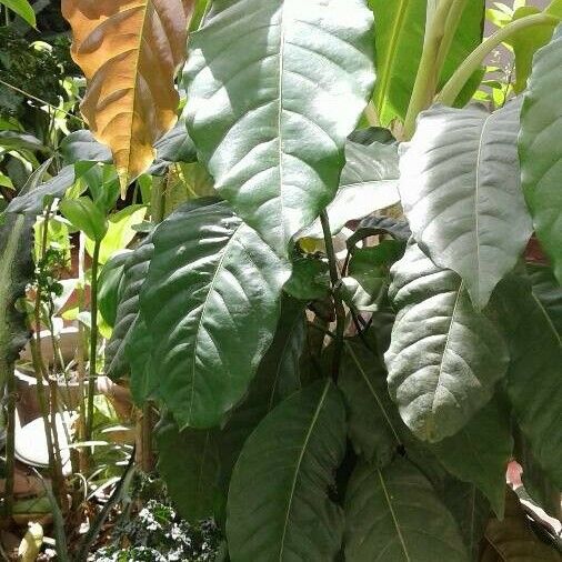 Coccoloba acuminata Лист