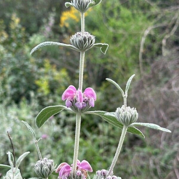 Phlomis purpurea Flower