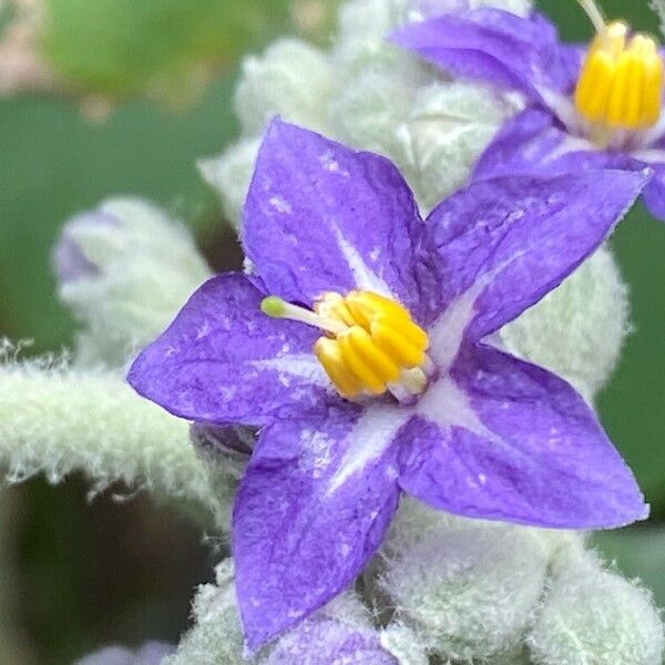 Solanum mauritianum Flor