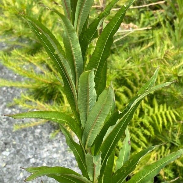 Epilobium angustifolium Folio