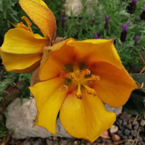 Fremontodendron californicum Cvet