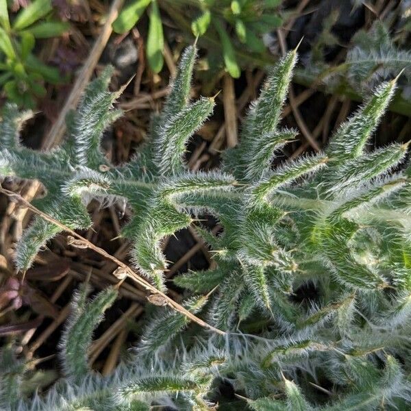 Cirsium ferox برگ