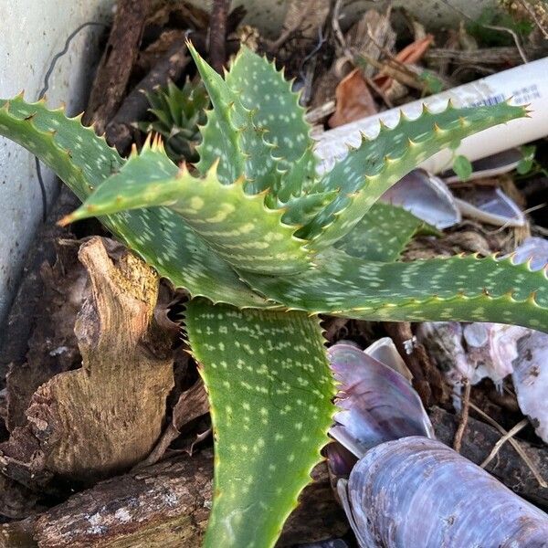 Aloe maculata Lehti