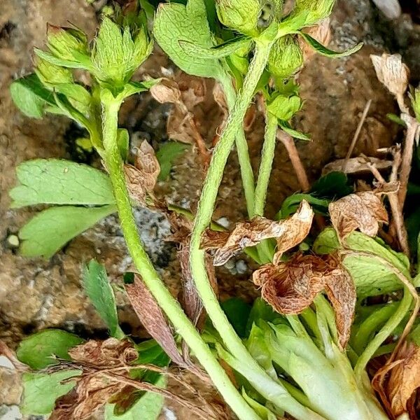 Sibbaldia procumbens Rinde