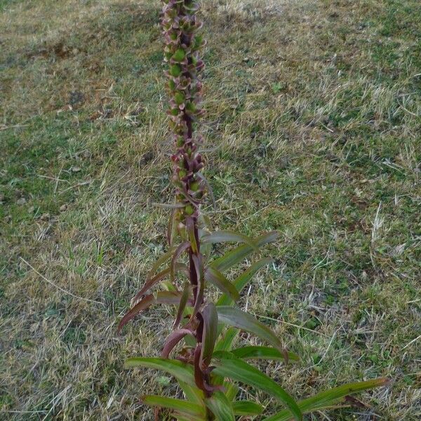 Digitalis ferruginea Leaf