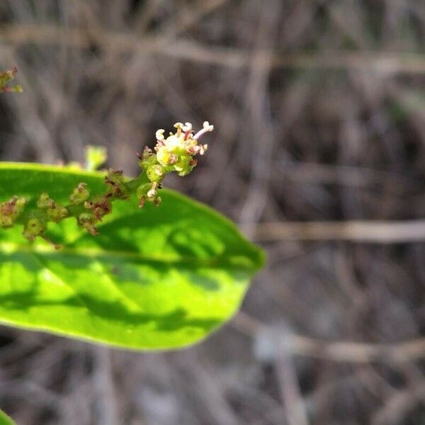 Antidesma madagascariense ᱵᱟᱦᱟ