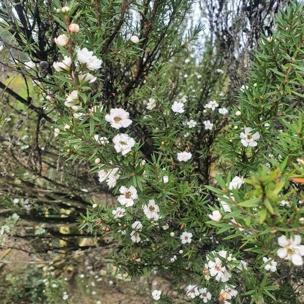 Leptospermum scoparium Květ