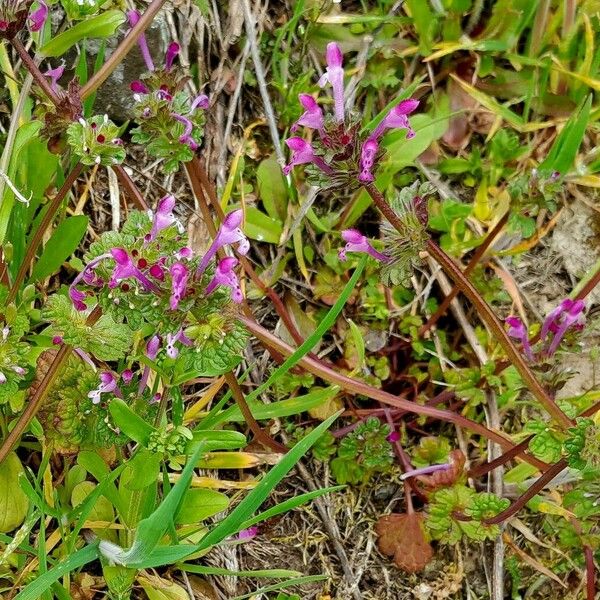 Lamium amplexicaule आदत