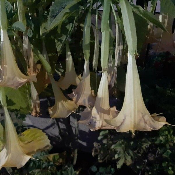 Brugmansia suaveolens Flor