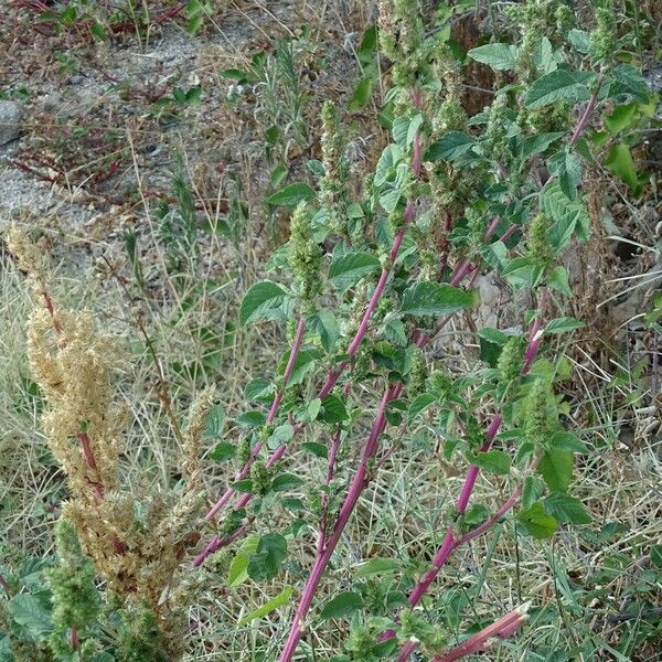 Amaranthus powellii Blad