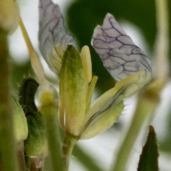 Raphanus raphanistrum Blomma