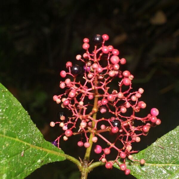 Miconia ligulata Õis