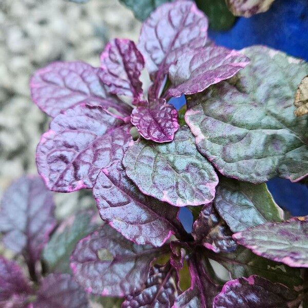 Ajuga reptans Blad