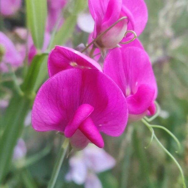 Lathyrus latifolius Кветка