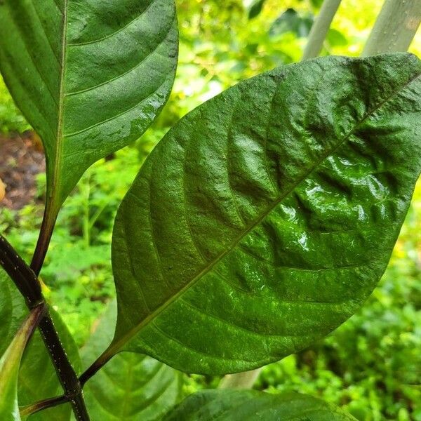 Pseuderanthemum maculatum Leaf