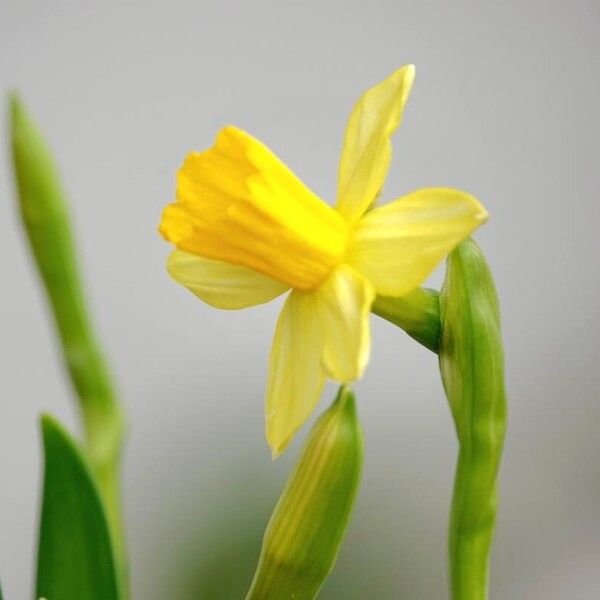 Narcissus jonquilla Floare