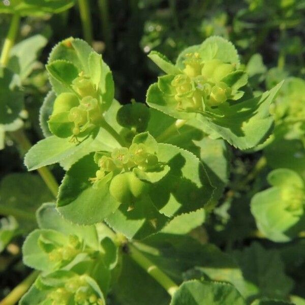 Euphorbia helioscopia 花