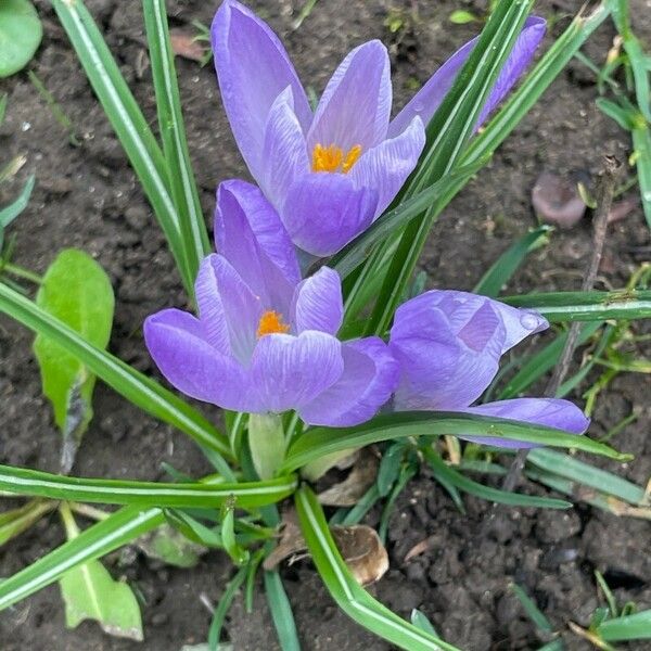 Crocus neapolitanus Flower