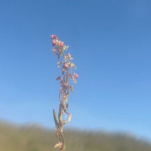 Rumex bucephalophorus Žiedas