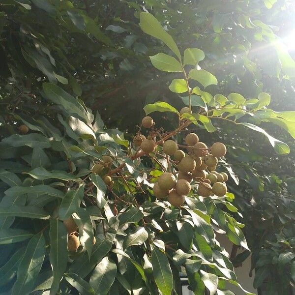 Dimocarpus longan फल