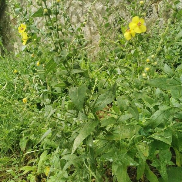 Verbascum sinuatum Vekstform