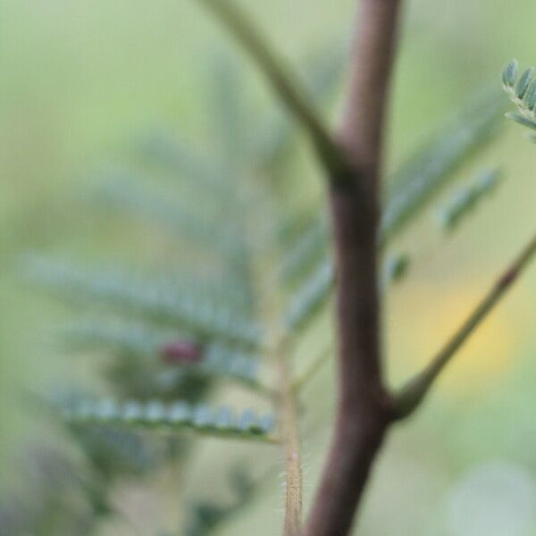 Acaciella villosa Leaf