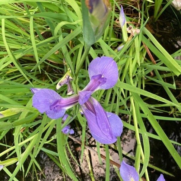 Iris virginica പുഷ്പം