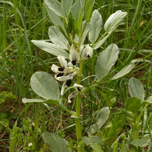 Vicia faba Blatt