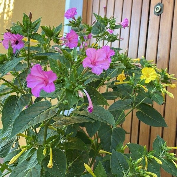 Mirabilis jalapa Çiçek