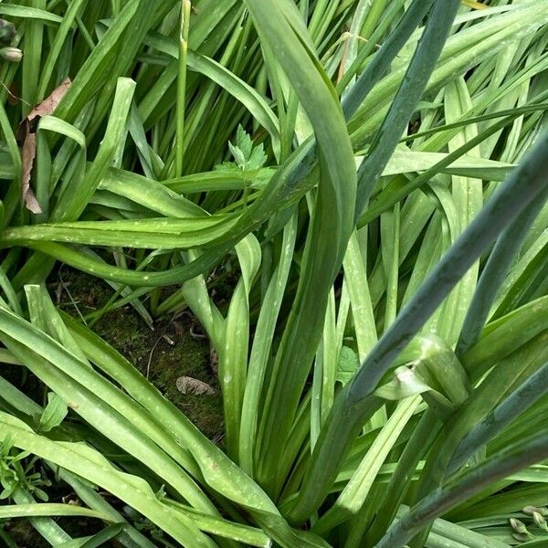 Allium siculum Folha