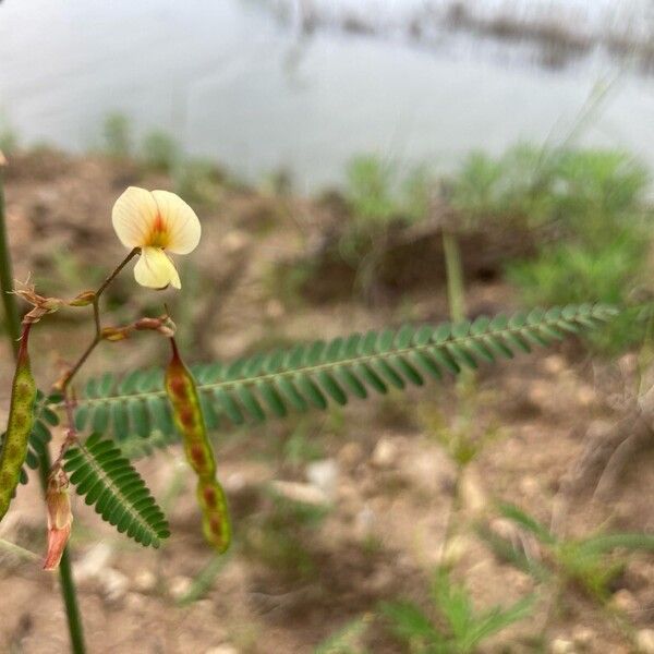 Aeschynomene indica Flor