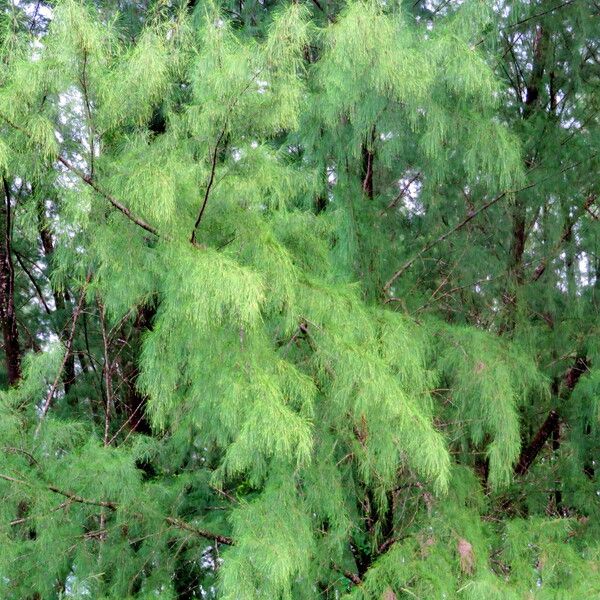 Casuarina equisetifolia Агульны выгляд