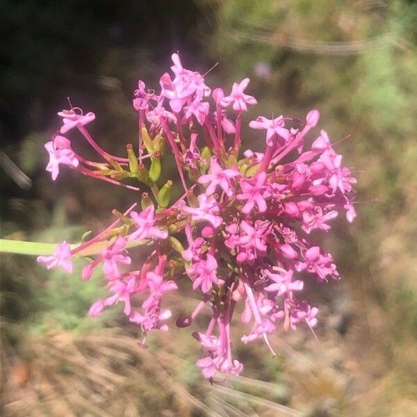 Centranthus lecoqii Blüte