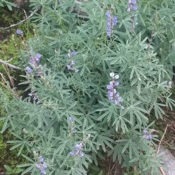 Lupinus argenteus Flors