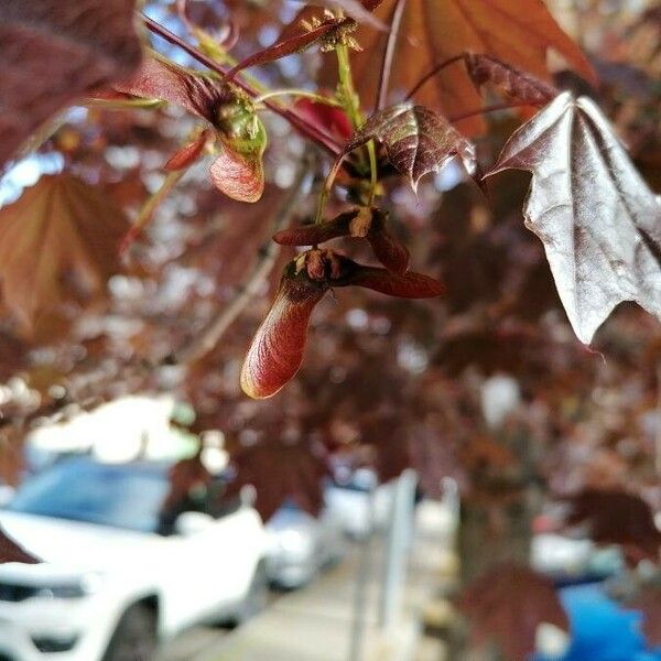 Acer rubrum Vili