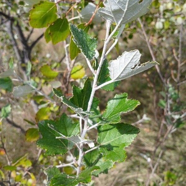 Populus alba Листок