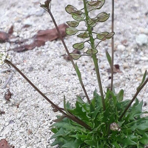 Teesdalia coronopifolia Buveinė